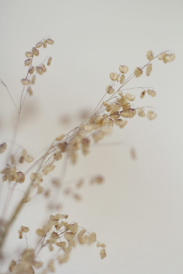 Soft-toned branches against a light background