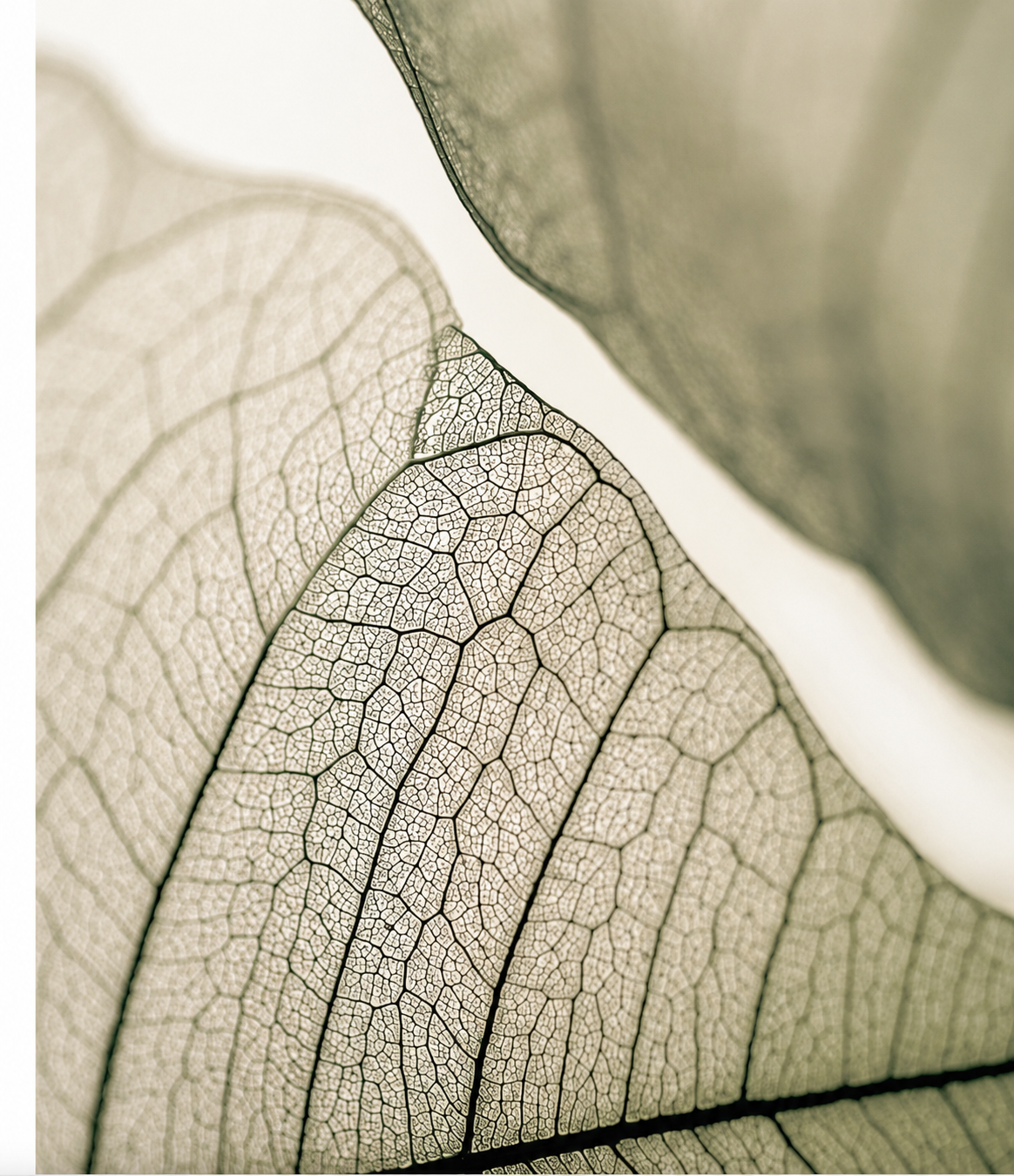 Green skeleton leaf